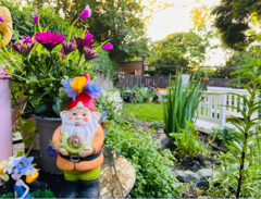 Thelma's Bronze Winning Garden