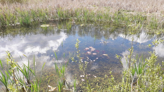 froglife pond newt parks