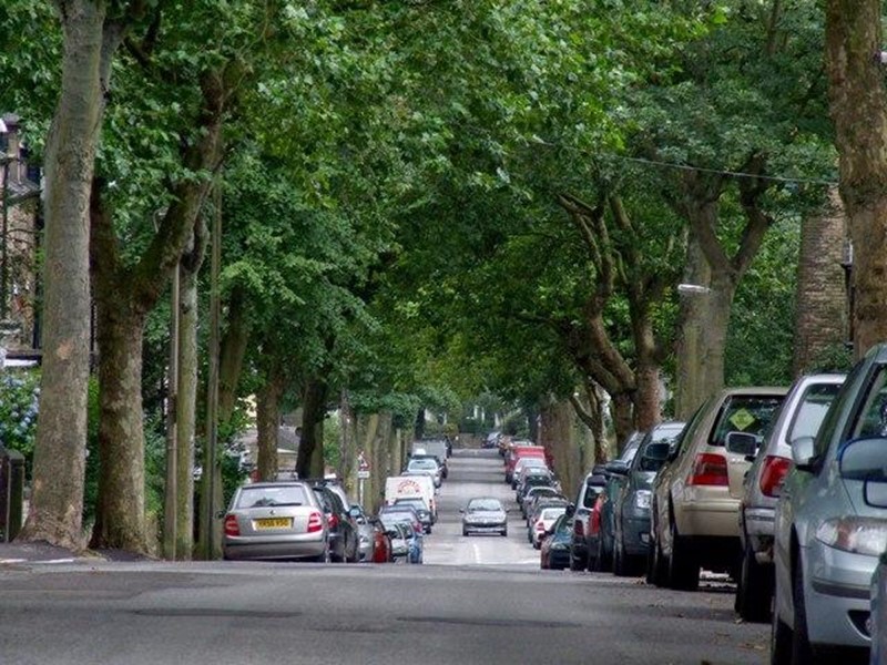 A road lined either side with tall trees, some cars parked 