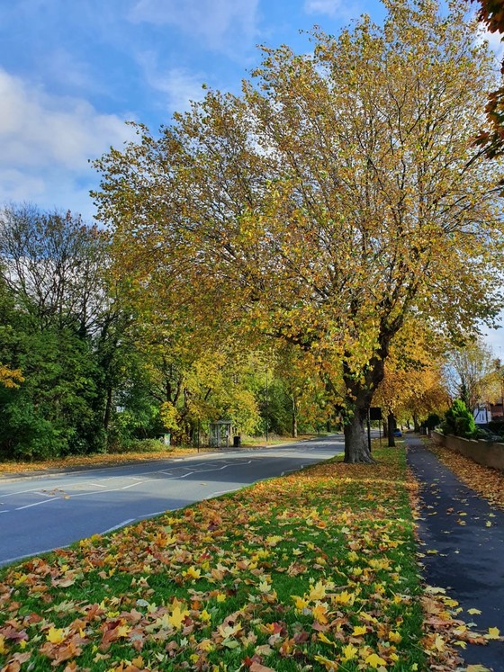 Street tree guidelines, leaf clearance & winter