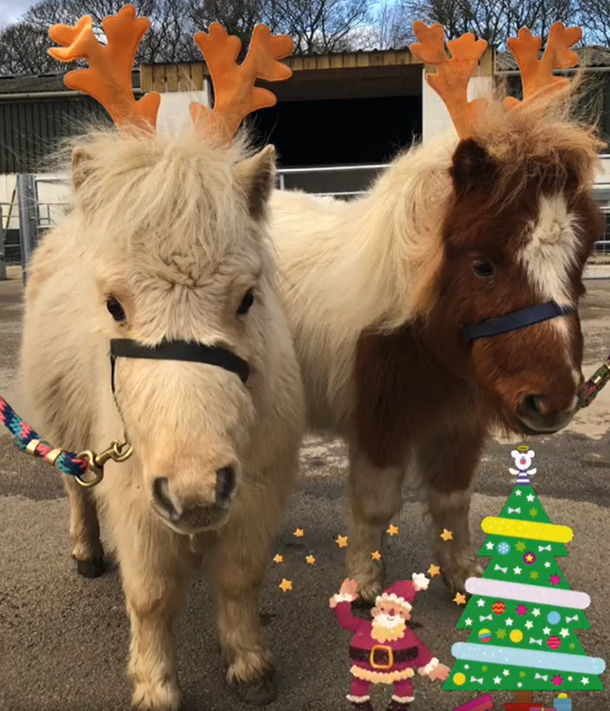 A white pony and brown pony look at the camera with reindeer headdresses on