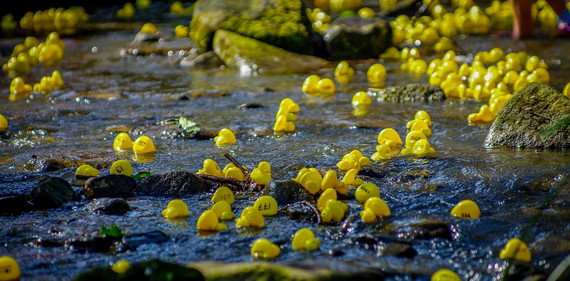 Plastic ducks on a river