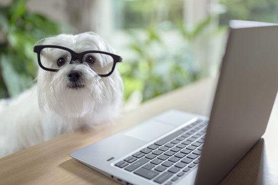 Dog wearing glasses sat with laptop