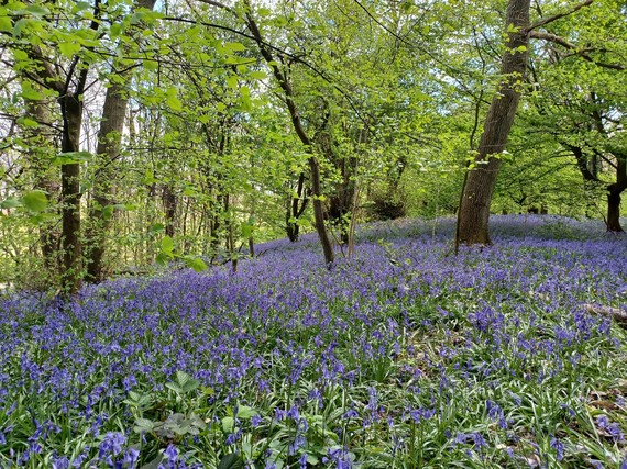 bluebells in woolley woods