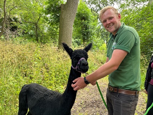 Alpaca trekking