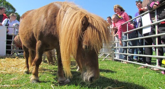 Graves Park Country Show