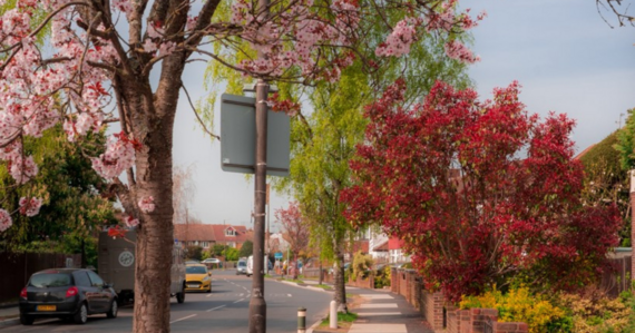 Street trees scheme