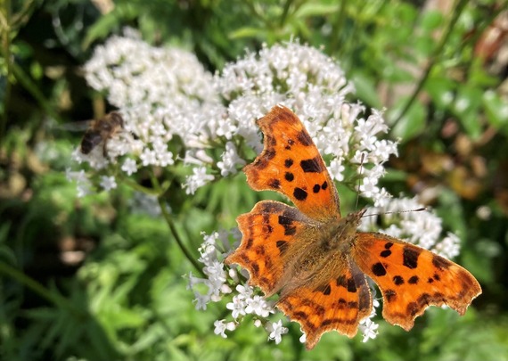 Comma butterfly on valerian credit Victoria Penman
