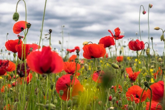 A field of vibrant red poppies standing tall amongst green grass against a cloudy grey sky. 