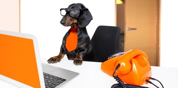A picture of a sausage dog wearing glasses and an orange tie, sitting at a desk in front of a computer and an orange telephone