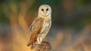 Barn owl