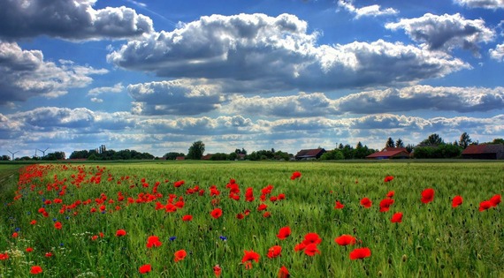 A field of vibrant poppies 