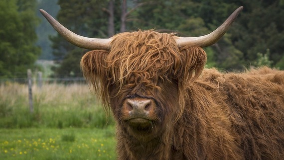 Highland cow Image by Michaela Wenzler from Pixabay