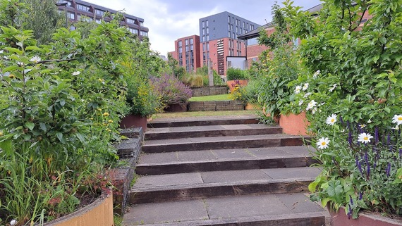Planting and steps at Love Square with buildings in the background