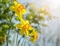 Daffodils 