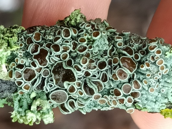 Lichens Norfolk Park