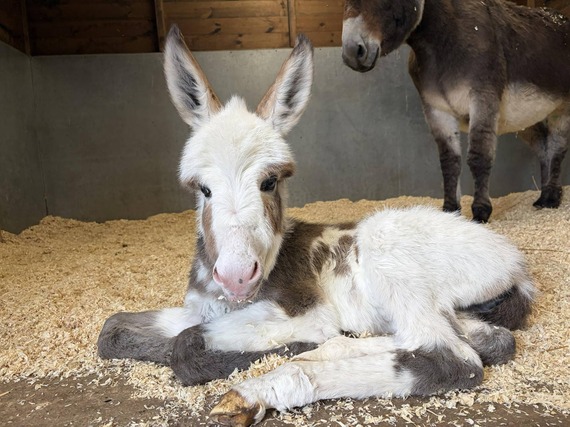 Penelope the donkey graves park animal farm