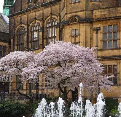 Town Hall with Cherry Blossom Tree