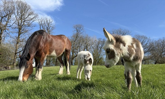 horse and donkeys at graves park animal farm