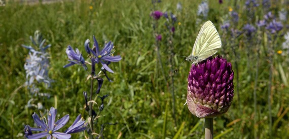 white veined butterfly - credit Paul Hobson