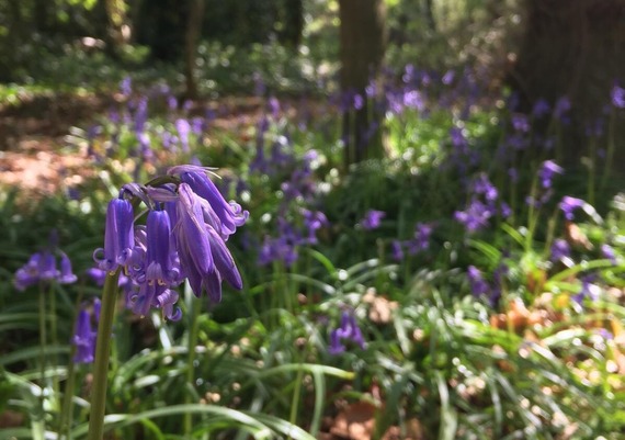 bluebells woolley wood