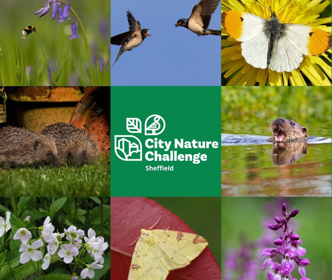 city nature challenge