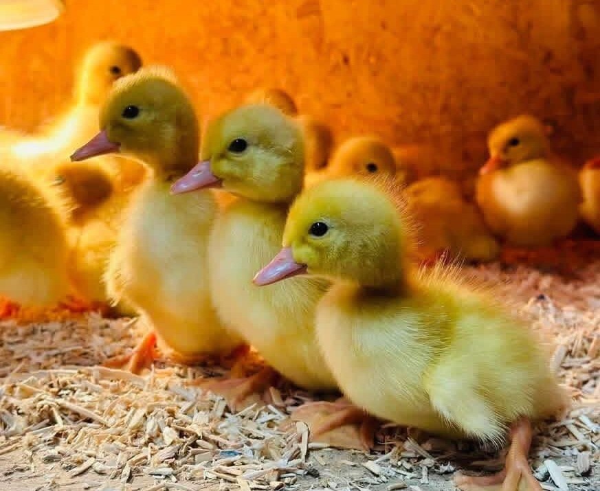 Graves park animal Farm ducklings