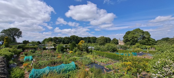 Marsh Lane allotments Jun 2026