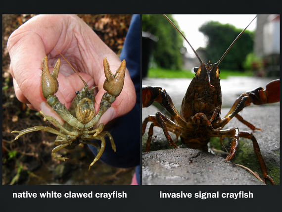 crayfish comparison