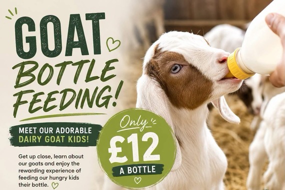 goat bottle feeding