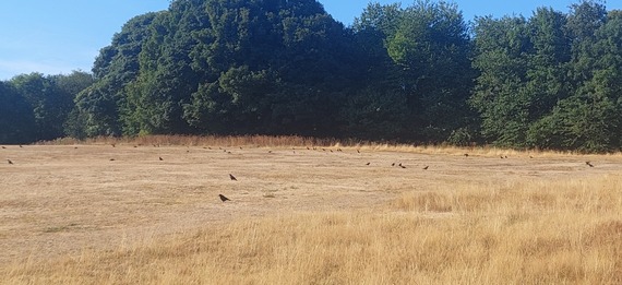 Crows in Norfolk Park - aug 2026