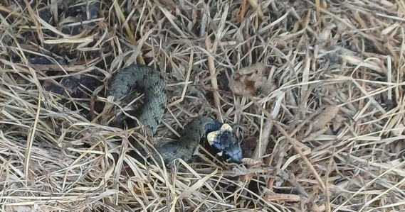 grass snake in sheffield