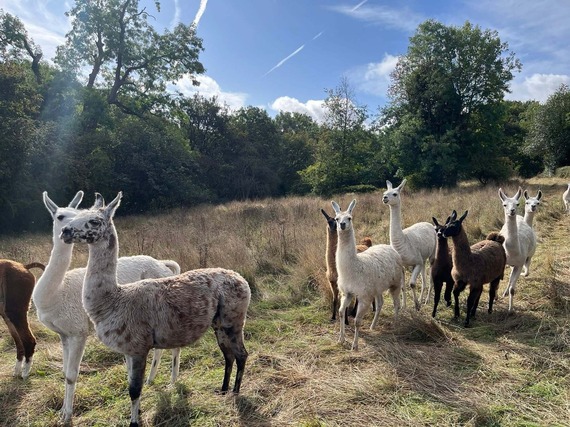 llamas grazing at beauchief abbey