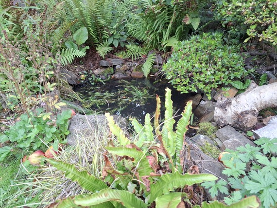 wildlife pond