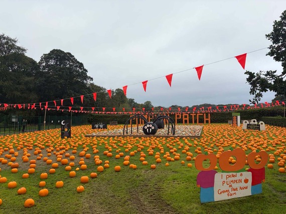 graves animal farm pumpkin picking