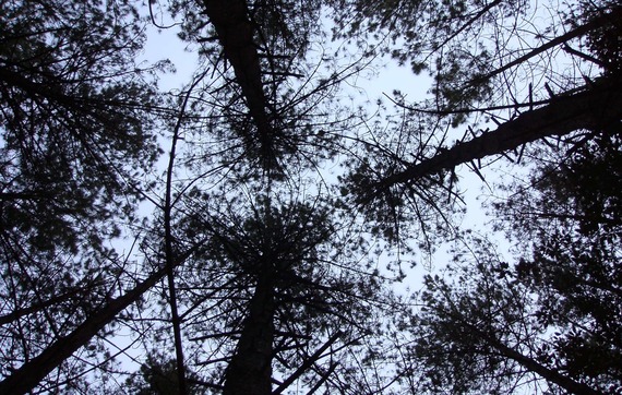 ecclesall woods tree canopy