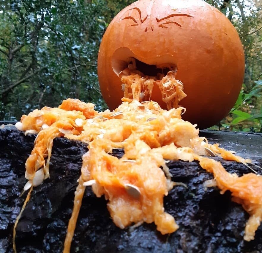 pumpkin trail