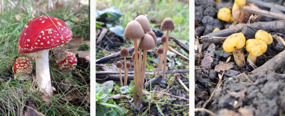 funghi walks
