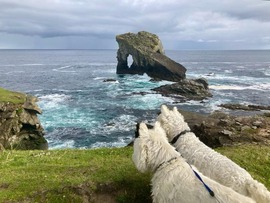 Dogs enjoying the Shetland Landscape