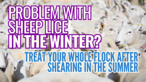 Treat your sheep for lice after shearing