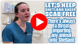 Local vet emphasises the importance of dipping all sheep to avoid sheep scab coming into the isles