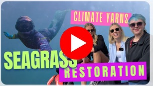 Seagrass restoration with the climate yarns team