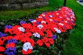 Knitted poppies
