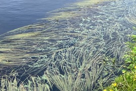 Bright Blue Green Algae at the Loch of Cliff, Unst.