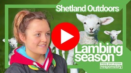 A clickable YouTube banner featuring a lamb, taking you to a video about dogs and lambing