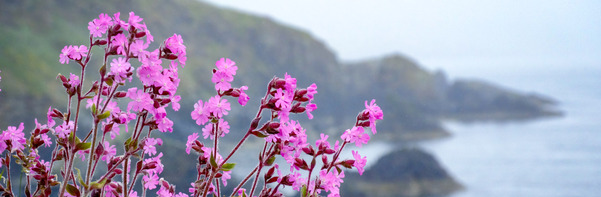 Sea pinks on the coastline