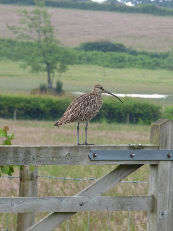 Curlew Mother on Gate