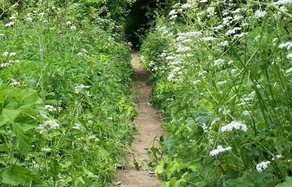 Shrewsbury School Path Before