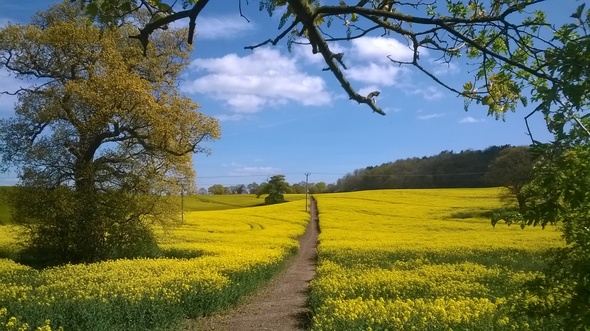 Reistated Oil Seed Rape Field