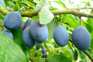 Damsons